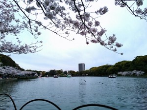 明石公園の桜