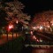 城崎温泉 夜桜