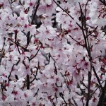 皇居 乾通りの桜の花見